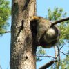 Schlafender Affe im Baum
