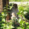 Affe sitzt am Baum
