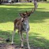 Damhirsch im Park
