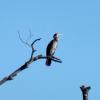 Kormoran auf einem Ast
