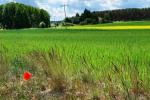 Mohnblume an der Strae
