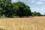 Getreidefeld mit Mohn und Kornblumen
