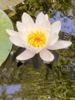 Bild von Seerose