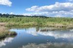 Seerosen im Kanal
Seerosen im Kanal