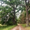 Waldweg Boeker Forst
