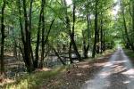 Waldweg am Hermannsgraben
