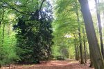 Blick zum Ausgang des Arboretum
