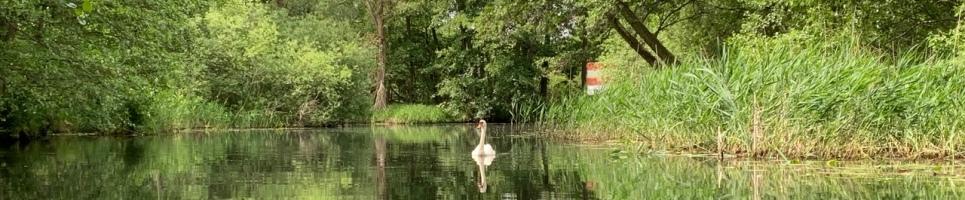 Bild im Header zeigt einen Schwan auf der Schwaanhavel