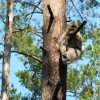 Affe sitzt auf dem Baum
