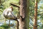 Affe sitzt auf dem Baum
