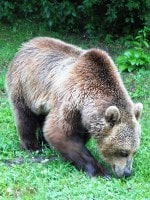 Bild von einem Bren im Park