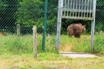 Braunbr Rocco am Parkausgang