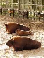 Bild von Wisenten im Park