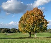 Bild Golfplatz