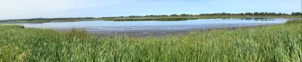 Landschaft am Peenestrom