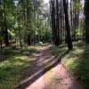 Waldweg zum Specker See
